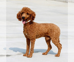 Small Photo #1 Cavapoo Puppy For Sale in EAST EARL, PA, USA