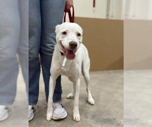 American Pit Bull Terrier-Labrador Retriever Mix Dogs for adoption in Conroe, TX, USA
