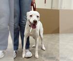 Small American Pit Bull Terrier-Labrador Retriever Mix