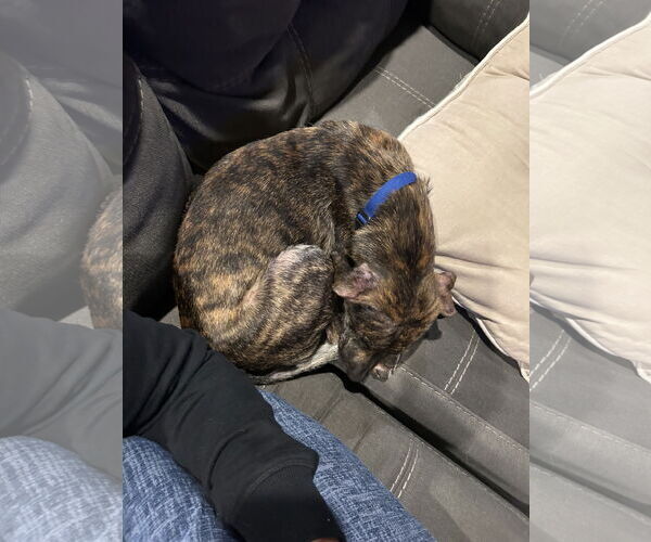 Medium Photo #3 Chihuahua-Unknown Mix Puppy For Sale in Virginia Beach, VA, USA