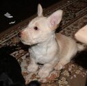 Small Photo #1 Scottish Terrier Puppy For Sale in EDEN, IN, USA