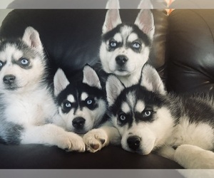 Siberian Husky Litter for sale in GOSHEN, IN, USA