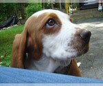 Small Photo #5 Basset Hound Puppy For Sale in LANEXA, VA, USA