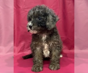 Cavapoo-Goldendoodle Mix Litter for sale in KALAMAZOO, MI, USA