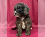 Small Cavapoo-Goldendoodle Mix