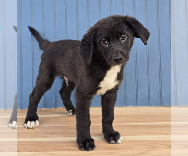 Medium Photo #2 Labrenees Puppy For Sale in Lakewood, CO, USA