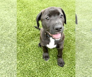 Labrador Retriever-Unknown Mix Dogs for adoption in Houston, TX, USA