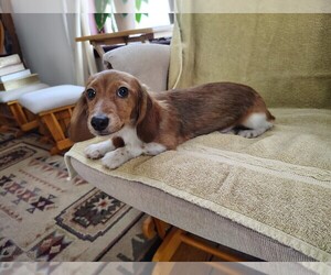 Dachshund Puppy for sale in MARATHON, NY, USA