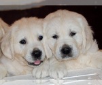Small Photo #3 English Cream Golden Retriever Puppy For Sale in FOWLERVILLE, MI, USA