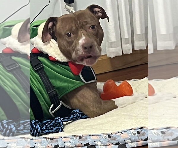 Medium Photo #14 Staffordshire Bull Terrier-Unknown Mix Puppy For Sale in Princeton, MN, USA