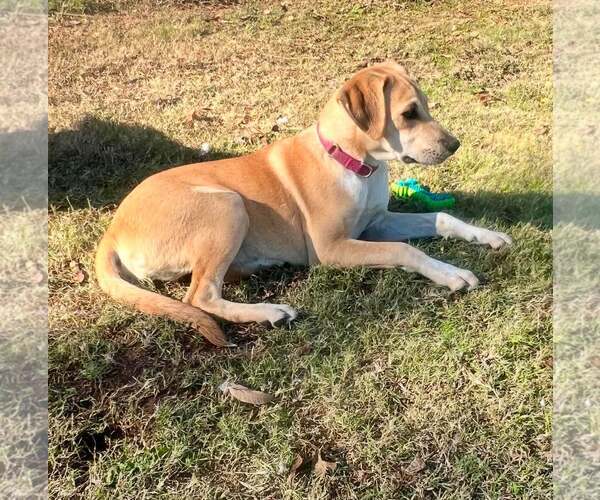 Medium Photo #7 Labrador Retriever-Unknown Mix Puppy For Sale in Fort Worth, TX, USA