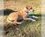 Small #6 Labrador Retriever Mix