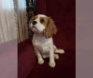 Cavalier King Charles Spaniel Puppy for sale in SAINTE GENEVIEVE, MO, USA