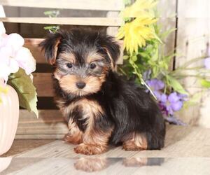 Yorkshire Terrier Puppy for sale in MOUNT VERNON, OH, USA