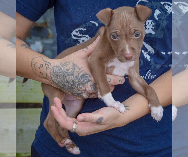 Medium Photo #2 American Staffordshire Terrier-Boxer Mix Puppy For Sale in Huntley, IL, USA