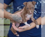 Small Photo #2 American Staffordshire Terrier-Boxer Mix Puppy For Sale in Huntley, IL, USA