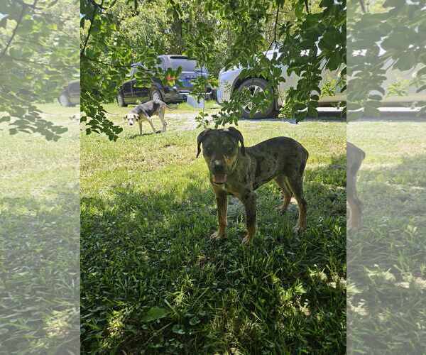 Medium Photo #7 Catahoula Leopard Dog-Unknown Mix Puppy For Sale in Wakefield, RI, USA