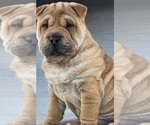 Puppy Bonds Chinese Shar-Pei