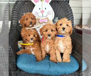 Cavapoo Puppy for sale in BOWLING GREEN, KY, USA