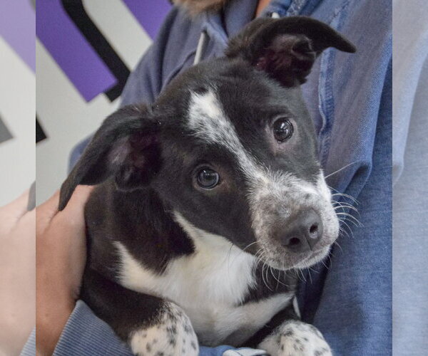 Medium Photo #5 Border Collie-Unknown Mix Puppy For Sale in Huntley, IL, USA