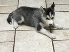 Small Photo #7 Siberian Husky Puppy For Sale in MOORE, SC, USA