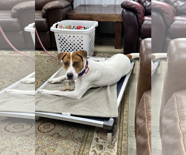 Medium Photo #2 American Foxhound-Unknown Mix Puppy For Sale in Lockport, NY, USA