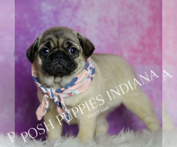 Medium Photo #4 Pug Puppy For Sale in WARSAW, IN, USA