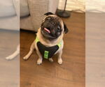Small Pug