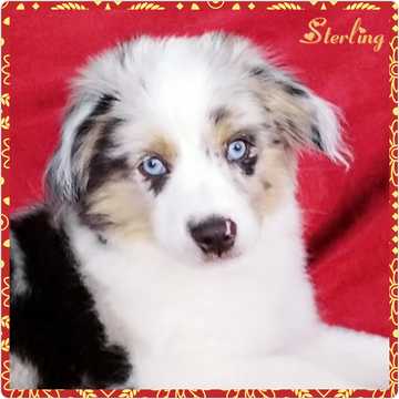 Medium Photo #1 Australian Shepherd Puppy For Sale in PHOENIX, AZ, USA