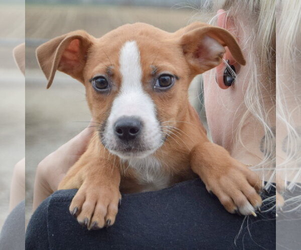 Medium Photo #5 Boxer-Bull Terrier Mix Puppy For Sale in Huntley, IL, USA