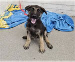 Small German Shepherd Dog