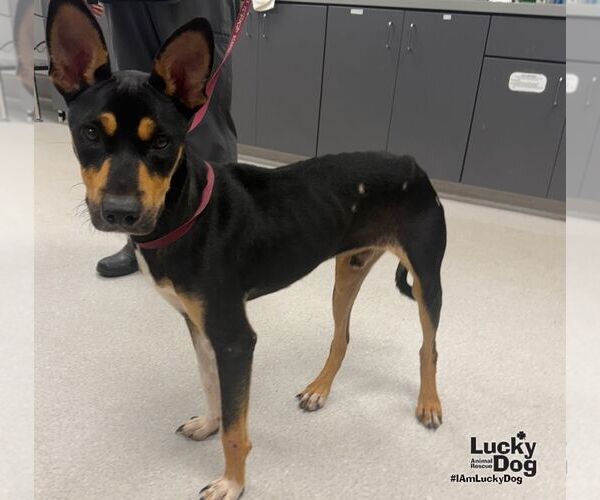 Medium Photo #2 Miniature Pinscher-Unknown Mix Puppy For Sale in Washington, DC, USA
