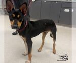 Small #1 Miniature Pinscher Mix