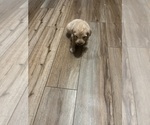 Small Photo #27 Goldendoodle Puppy For Sale in LASCASSAS, TN, USA