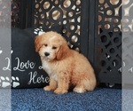 Small #4 Poochon