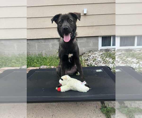 Medium Photo #13 Labrador Retriever-Unknown Mix Puppy For Sale in Plymouth, MN, USA