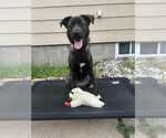 Small #12 Labrador Retriever Mix