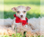 Puppy Taco Chihuahua