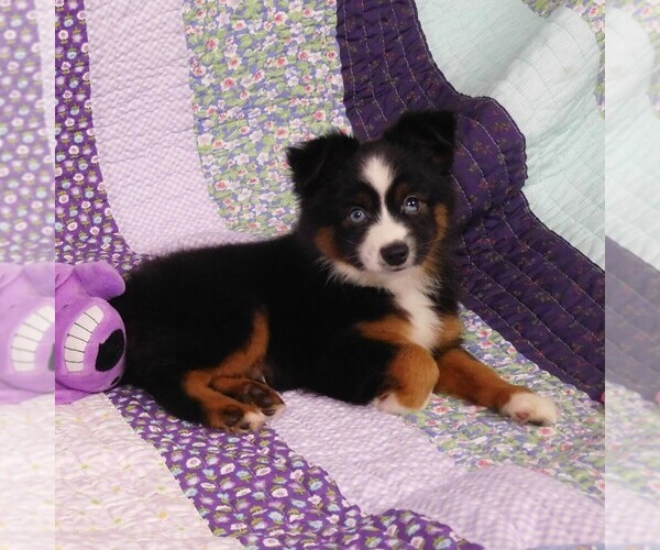 Medium Photo #13 Miniature Australian Shepherd Puppy For Sale in CINCINNATI, OH, USA