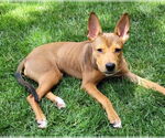 Small #8 Basenji-German Shepherd Dog Mix
