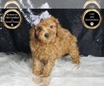 Small #5 Poodle (Toy)