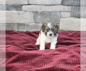 Zuchon Puppy for sale in BLOOMINGTON, IN, USA