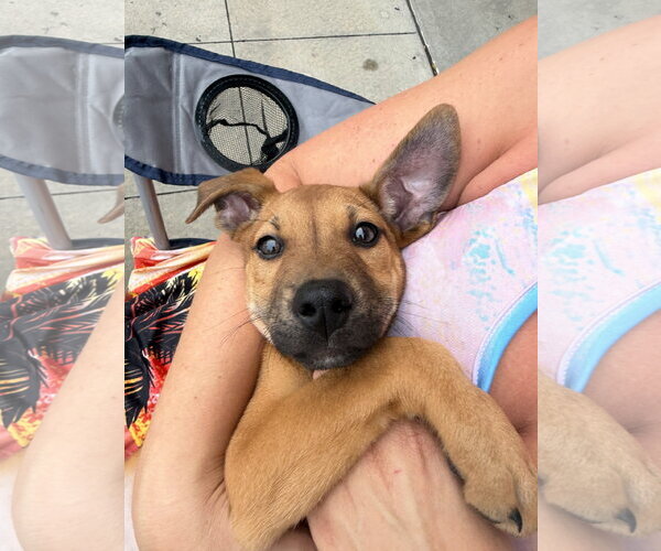 Medium Photo #1 Retriever -Unknown Mix Puppy For Sale in Jackson Township, NJ, USA