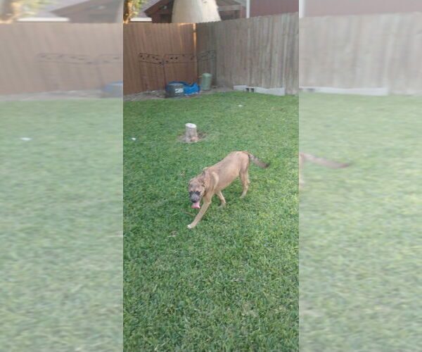 Medium Photo #3 Mutt Puppy For Sale in New York, NY, USA