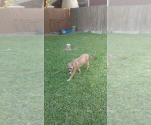 Pebbles (TX) - Male Mutt Dog for Adoption - Photo #3