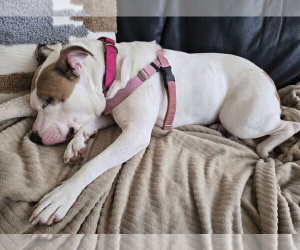 Medium Photo #8 American Pit Bull Terrier-Unknown Mix Puppy For Sale in Clarkston, MI, USA