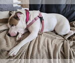 Small #7 American Pit Bull Terrier Mix