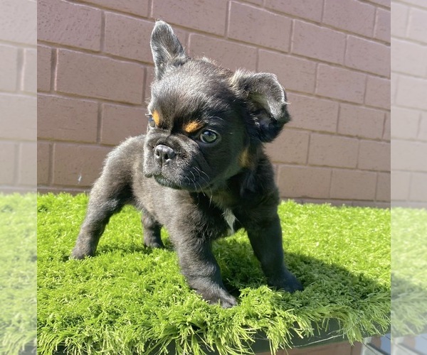 Medium Photo #80 French Bulldog Puppy For Sale in JACKSONVILLE, FL, USA