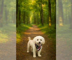Bichon Frise Dogs for adoption in Menifee, CA, USA