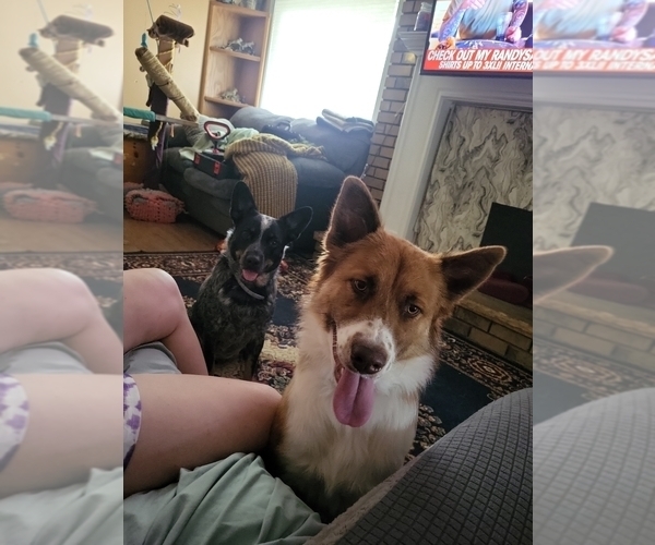 Medium Photo #1 Texas Heeler Puppy For Sale in CHATTANOOGA, TN, USA